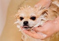 Pomeranian takes a shower and washes up. The spitz stands submissively under the pressure of the water. The dog is bathed