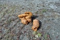 Dog poo Royalty Free Stock Photo
