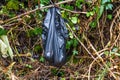 Black dog poo poop bag left in bush. Royalty Free Stock Photo