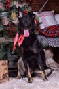 dog pooch with a red scarf around his neck on a Christmas background