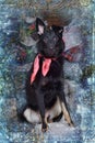 dog pooch with a red scarf around his neck on a Christmas background