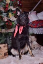 dog pooch with a red scarf around his neck on a Christmas background