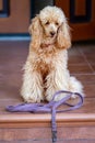 Dog with leash waiting to go walkies near a door.