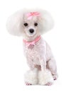 Dog Poodle Royalty Free Stock Photo