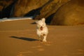 Dog poodle running on the beach Royalty Free Stock Photo