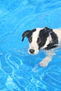 Dog in Pool Royalty Free Stock Photo