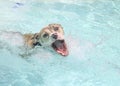 Dog in the pool going for ball