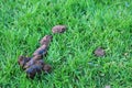 Dog poop on grass