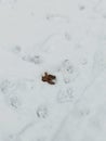 Dog poop in the snow in nature vertical photo Royalty Free Stock Photo