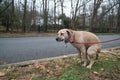 Dog pooping Royalty Free Stock Photo