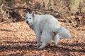 dog pooping in the forest Royalty Free Stock Photo