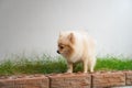 Dog pooping out of prepared area. dog terrier shitting on park with the grass field, Dog defecate on the