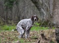 Dog pooping Royalty Free Stock Photo