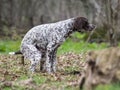 Dog pooping Royalty Free Stock Photo