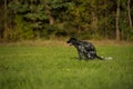 Dog poops in a meadow