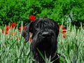 Dog in poppies. Red flowers. Giant Schnauzer. Field of poppies. Field plants
