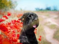Dog in poppies. Red flowers. Giant Schnauzer. Field of poppies. Field plants. Black dog
