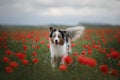 Dog in a poppy field. Australian Shepherd in colors.