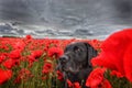 Dog in the poppy field