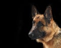 Dog portrait adult German shepherd attentive serious look black background