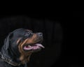 Dog portrait adult rottweiler attentive serious look black background