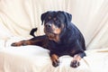 Dog portrait adult rottweiler attentive serious look lies on the white background