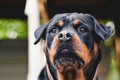 Dog portrait adult rottweiler attentive serious look natural background