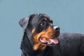 Dog portrait adult rottweiler attentive serious look stending open aperture profile on a blue background