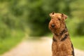 Dog portrait. Airedale Terrier in front of green background Royalty Free Stock Photo