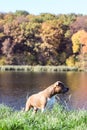 Dog portrait. American Staffordshire Terrier on an autumn landscape. Dog model. Dog in profile. Postcard, photo Royalty Free Stock Photo