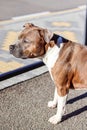 Dog portrait. American Staffordshire Terrier. Dog model. Dog in profile. Pedigree dog. Postcard, photo, advertising Royalty Free Stock Photo