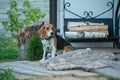 Dog portrait back lit background. Beagle with tongue out in grass during sunset in fields countrysid Royalty Free Stock Photo