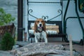 Dog portrait back lit background. Beagle with tongue out in grass during sunset in fields countrysid Royalty Free Stock Photo