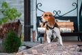 Dog portrait back lit background. Beagle with tongue out in grass during sunset in fields countrysid Royalty Free Stock Photo