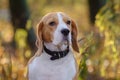 Dog portrait Beagle in autumn forest