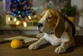 Dog portrait Beagle on the background of Christmas lights