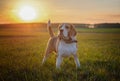 Dog portrait Beagle on a spring walk in a field Royalty Free Stock Photo
