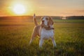 Dog portrait Beagle on a spring walk in a field