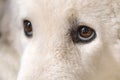 Dog portrait with beautiful intelligent eyes and attentive look