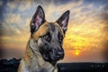 Dog Portrait At beautiful Sunset