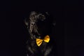 Dog portrait on black background. Beautiful black labrador with a bow tie Royalty Free Stock Photo