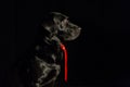 Dog portrait on black background. Beautiful black labrador with Royalty Free Stock Photo