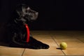 Dog portrait on black background. Beautiful black labrador with Royalty Free Stock Photo