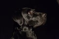 Dog portrait on black background. Beautiful black labrador with Royalty Free Stock Photo