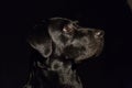 Dog portrait on black background. Beautiful black labrador with a tie Royalty Free Stock Photo