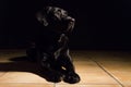 Dog portrait on black background. Beautiful black labrador with a tie Royalty Free Stock Photo