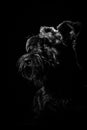Dog portrait on black background, schnauzer. Royalty Free Stock Photo