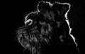 Dog portrait on black background, schnauzer. Royalty Free Stock Photo