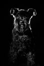 Dog portrait on black background, schnauzer. Royalty Free Stock Photo