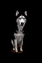 Dog portrait on black background. Siberian husky black and white with blue eyes. Studio portrait.